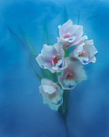 Orchids in Blue