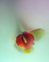Calla Lily in Lavendar and Sea Foam