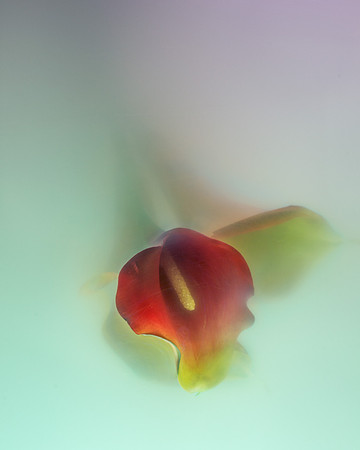 Calla Lily in Lavendar and Sea Foam
