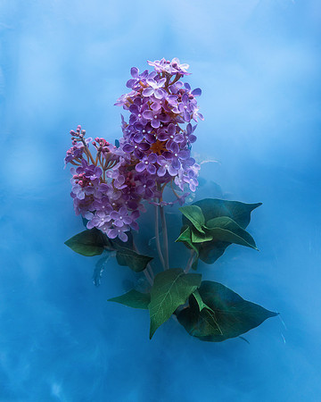 Lilac in Blue
