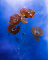 Poppies in Blue