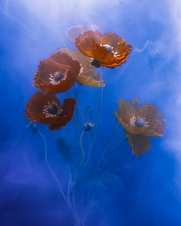 Poppies in Blue