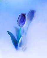 Tulips in Cornflower Blue