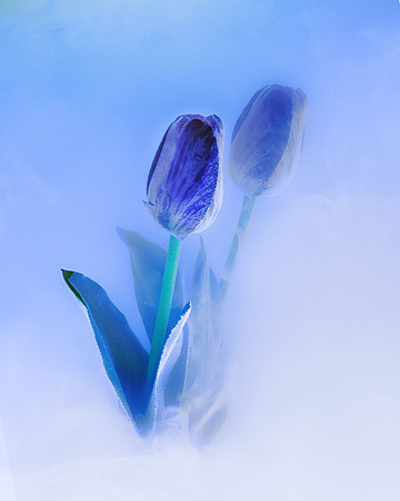 Tulips in Cornflower Blue