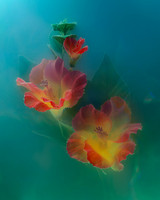 Hibiscus in Cyan