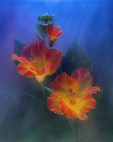 Hibiscus in Blue and Green