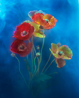 Poppies in Azure