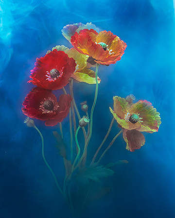 Poppies in Azure