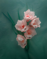Orchid in Castleton Green