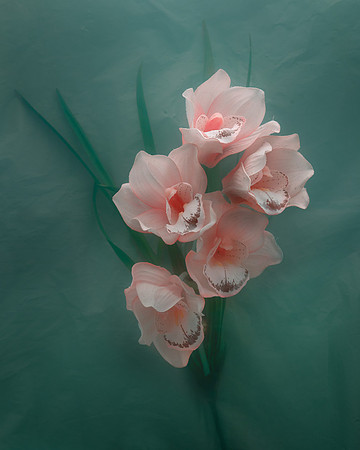 Orchid in Castleton Green