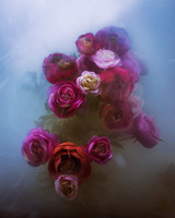 Ranunculus in Cornflower Blue and Brown