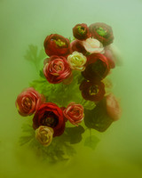 Ranunculus in Citron