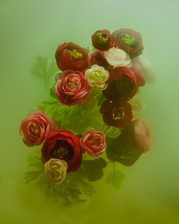 Ranunculus in Citron