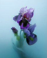 Iris in Cyan