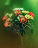 Aster Daisy in Green